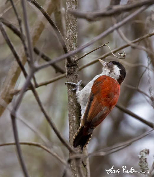Scarlet-backed Woodpecker